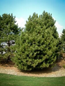 Сосна Чёрная (Pinus Nigra) купить по цене от 270.00р. в интернет-магазине «Посадика» с доставкой почтой в в Валдайе и по всей России – [изображение №1].