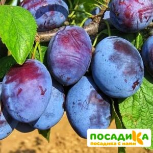 Слива Чачакская ранняя купить по цене от 229.00р. в интернет-магазине «Посадика» с доставкой почтой в в Валдайе и по всей России – [изображение №1].