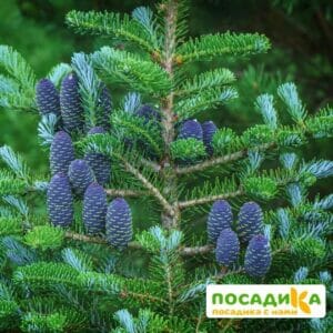 Пихта корейская (Abies koreana) купить по цене от 450.00р. в интернет-магазине «Посадика» с доставкой почтой в в Валдайе и по всей России – [изображение №1].