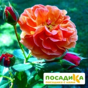 Роза Арабия купить по цене от 350.00р. в интернет-магазине «Посадика» с доставкой почтой в в Валдайе и по всей России – [изображение №1].