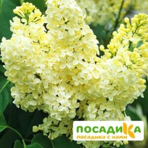 Сирень Примроуз (Primrose) купить по цене от 529.00р. в интернет-магазине «Посадика» с доставкой почтой в в Валдайе и по всей России – [изображение №1].