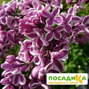 Сирень Сенсация купить по цене от 529.00р. в интернет-магазине «Посадика» с доставкой почтой в в Валдайе и по всей России – [изображение №1].