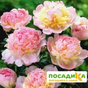 Пион Распберри Сандей (Paeonia Raspberry Sundae) купить по цене от 959р. в интернет-магазине «Посадика» с доставкой почтой в в Валдайе и по всей России – [изображение №1].