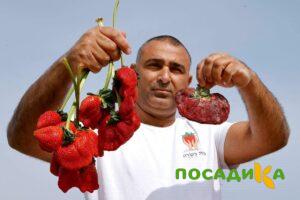 Клубника Гигант Джорнея купить по цене от 266р. в интернет-магазине «Посадика» с доставкой почтой в в Валдайе и по всей России – [изображение №1].
