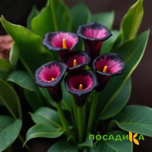 Калла Аура Лейс купить по цене от 400р. в интернет-магазине «Посадика» с доставкой почтой в в Валдайе и по всей России – [изображение №1].