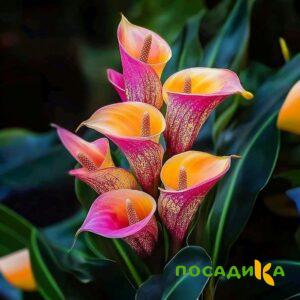 Калла Оникс купить по цене от 450р. в интернет-магазине «Посадика» с доставкой почтой в в Валдайе и по всей России – [изображение №1].