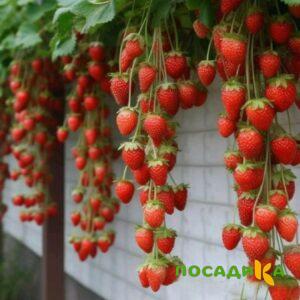 Клубника вьющаяся Комплимент купить по цене от 470р. в интернет-магазине «Посадика» с доставкой почтой в в Валдайе и по всей России – [изображение №1].
