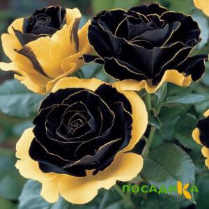 Роза Ханни Сикл купить по цене от 700р. в интернет-магазине «Посадика» с доставкой почтой в в Валдайе и по всей России – [изображение №1].