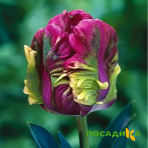 Тюльпан Экзотик Хэвен купить по цене от 186р. в интернет-магазине «Посадика» с доставкой почтой в в Валдайе и по всей России – [изображение №1].