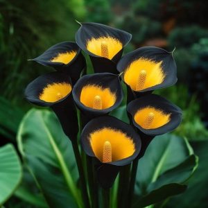 Калла Легато купить по цене от 620р. в интернет-магазине «Посадика» с доставкой почтой в в Валдайе и по всей России – [изображение №1].