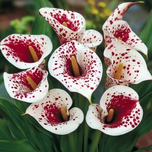 Калла Эмпайр купить по цене от 302р. в интернет-магазине «Посадика» с доставкой почтой в в Валдайе и по всей России – [изображение №1].