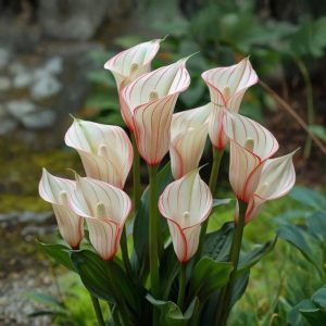 Калла Глейшер купить по цене от 299р. в интернет-магазине «Посадика» с доставкой почтой в в Валдайе и по всей России – [изображение №1].