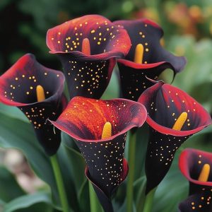 Калла Нуар купить по цене от 299р. в интернет-магазине «Посадика» с доставкой почтой в в Валдайе и по всей России – [изображение №1].