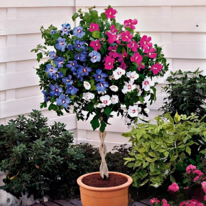 Гибискус-Дерево Триколор купить по цене от 289р. в интернет-магазине «Посадика» с доставкой почтой в в Валдайе и по всей России – [изображение №1].