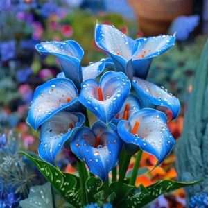 Калла Портрейт купить по цене от 292р. в интернет-магазине «Посадика» с доставкой почтой в в Валдайе и по всей России – [изображение №1].