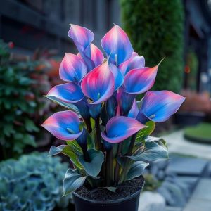 Калла Импрессия купить по цене от 590р. в интернет-магазине «Посадика» с доставкой почтой в в Валдайе и по всей России – [изображение №1].