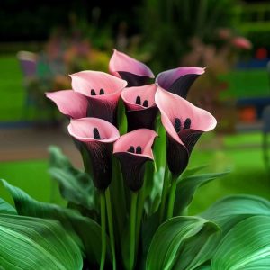 Калла Энигма купить по цене от 291р. в интернет-магазине «Посадика» с доставкой почтой в в Валдайе и по всей России – [изображение №1].