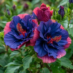 Гибискус Роуз Шайн купить по цене от 360р. в интернет-магазине «Посадика» с доставкой почтой в в Валдайе и по всей России – [изображение №1].