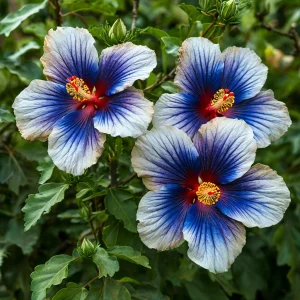 Гибискус Илюжн Вилью купить по цене от 259р. в интернет-магазине «Посадика» с доставкой почтой в в Валдайе и по всей России – [изображение №1].