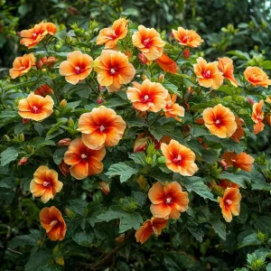 Гибискус Кристал Рэй купить по цене от 458р. в интернет-магазине «Посадика» с доставкой почтой в в Валдайе и по всей России – [изображение №1].