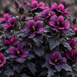 Гибискус Корал Чарм купить по цене от 271р. в интернет-магазине «Посадика» с доставкой почтой в в Валдайе и по всей России – [изображение №1].