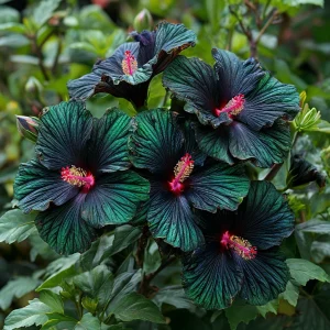 Гибискус Пикок Плюм купить по цене от 490р. в интернет-магазине «Посадика» с доставкой почтой в в Валдайе и по всей России – [изображение №1].