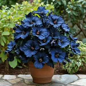 Гибискус Селестиал Флейм купить по цене от 326р. в интернет-магазине «Посадика» с доставкой почтой в в Валдайе и по всей России – [изображение №1].