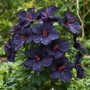 Гибискус Мэджик Момент купить по цене от 699р. в интернет-магазине «Посадика» с доставкой почтой в в Валдайе и по всей России – [изображение №1].