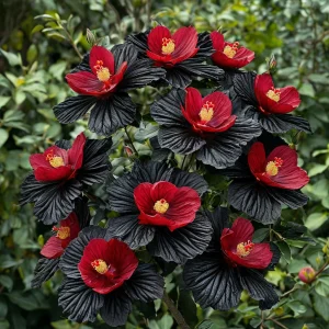 Гибискус Ройял Афеа купить по цене от 460р. в интернет-магазине «Посадика» с доставкой почтой в в Валдайе и по всей России – [изображение №1].