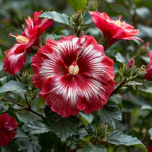 Гибискус Пурпл Мистик купить по цене от 360р. в интернет-магазине «Посадика» с доставкой почтой в в Валдайе и по всей России – [изображение №1].