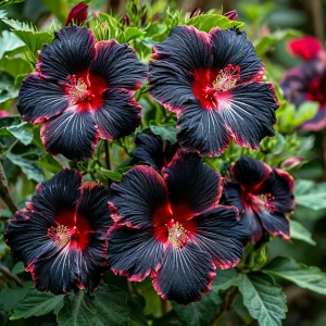 Гибискус садовый Файер Дэнсер купить по цене от 450р. в интернет-магазине «Посадика» с доставкой почтой в в Валдайе и по всей России – [изображение №1].