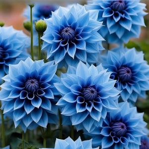 Георгин Вижапе купить по цене от 699р. в интернет-магазине «Посадика» с доставкой почтой в в Валдайе и по всей России – [изображение №1].